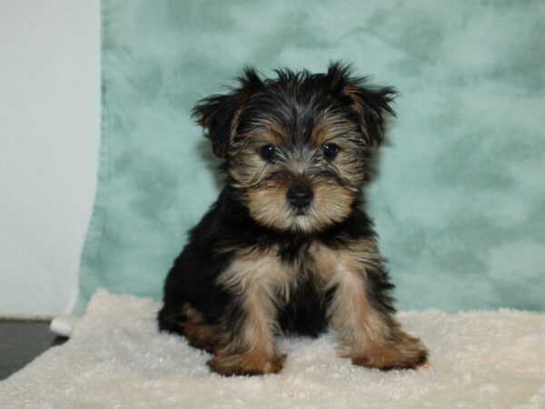 Yorkshire Terrier DOG Male 20234 Petland Dalton, Georgia