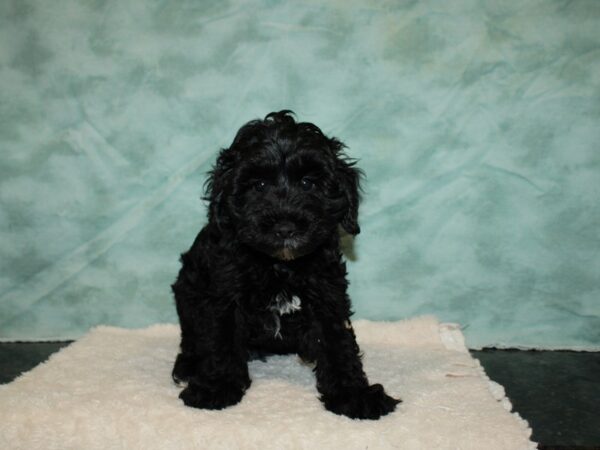 Schnoodle DOG Male Black 20248 Petland Dalton, Georgia