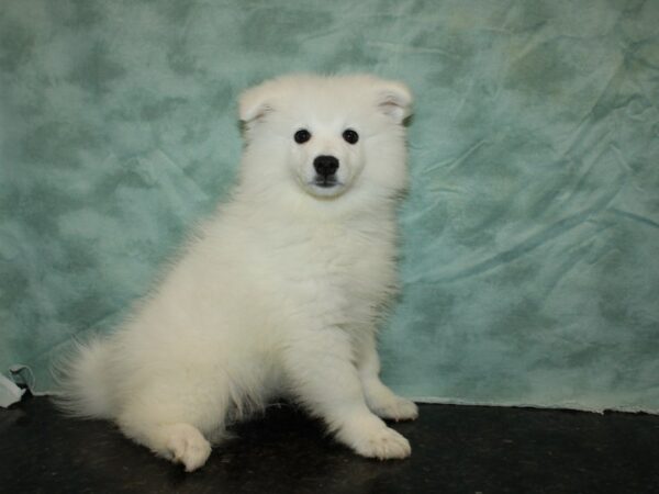 American Eskimo Dog-DOG-Male-White-20242-Petland Dalton, Georgia