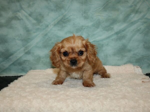 Cavalier King Charles Spaniel DOG Male Ruby 20247 Petland Dalton, Georgia