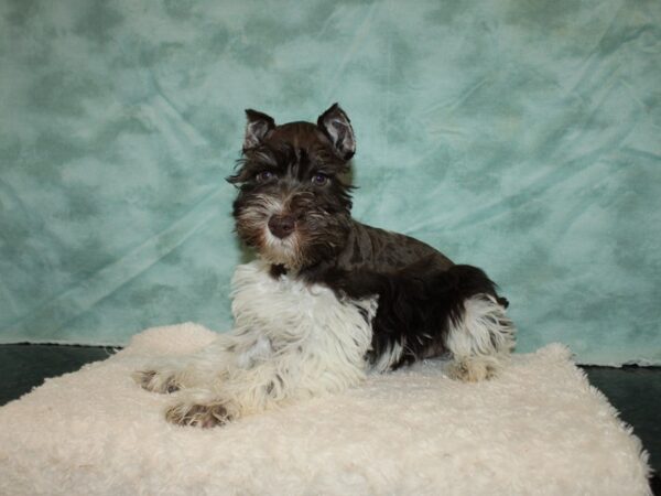 Miniature Schnauzer DOG Male Chocolate / White 20238 Petland Dalton, Georgia