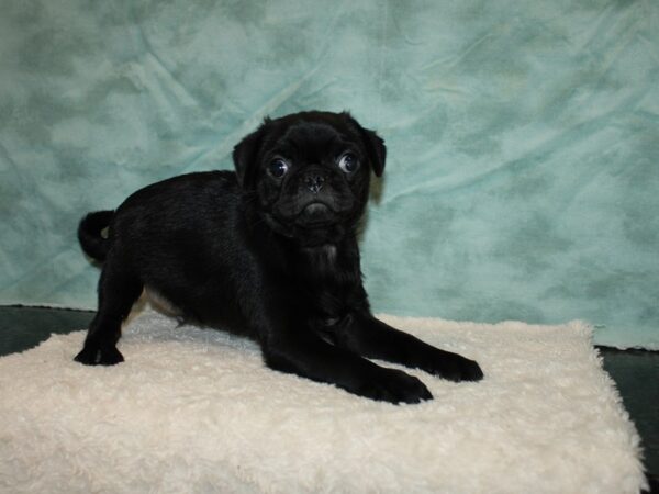 Pug DOG Male Black 20245 Petland Dalton, Georgia