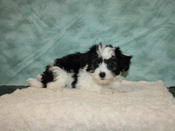 Coton De Tulear DOG Female Black / White 20241 Petland Dalton, Georgia