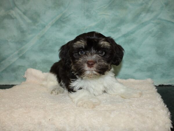 Havanese-DOG-Female-Chocolate / White-20237-Petland Dalton, Georgia