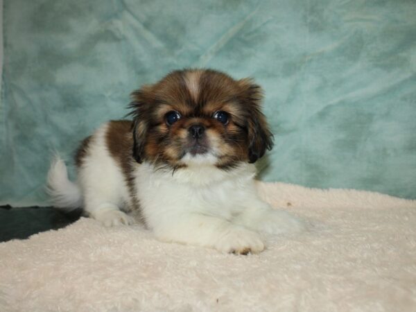 Pekingese DOG Female Sable / White 20239 Petland Dalton, Georgia