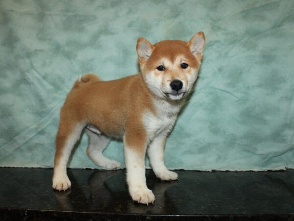 Shiba Inu-DOG-Male-Red-20246-Petland Dalton, Georgia