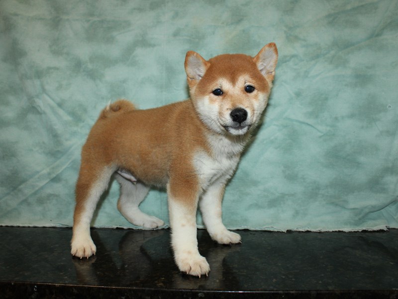 shiba Shiba Inu Puppy Red ID:20246 Located at Petland Dalton, Georgia