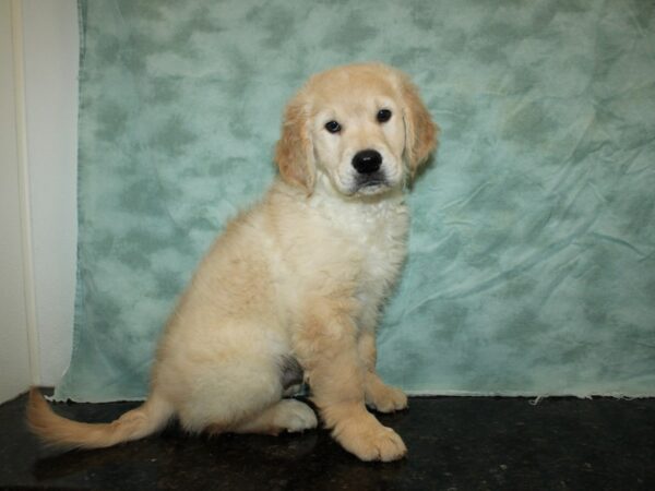 Golden Retriever DOG Male Golden 20236 Petland Dalton, Georgia