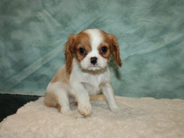 Cavalier King Charles Spaniel DOG Female Blenheim 20251 Petland Dalton, Georgia