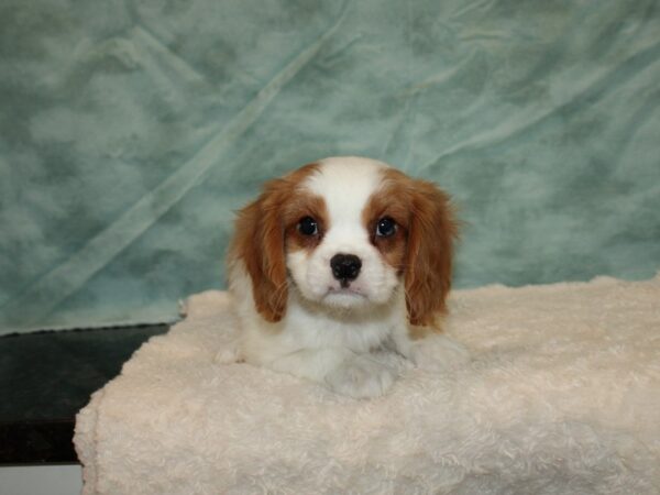 Cavalier King Charles Spaniel DOG Male Blenheim 20250 Petland Dalton, Georgia