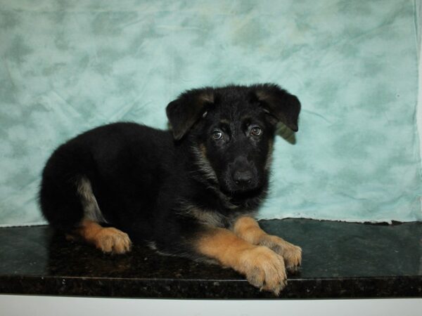 German Shepherd Dog DOG Male Black / Tan 20249 Petland Dalton, Georgia