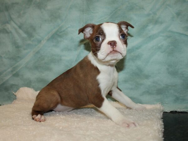 Boston Terrier DOG Female Red / White 9362 Petland Dalton, Georgia