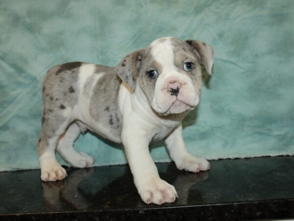 Olde English Bulldog-DOG-Male-Blue Merle-9369-Petland Dalton, Georgia