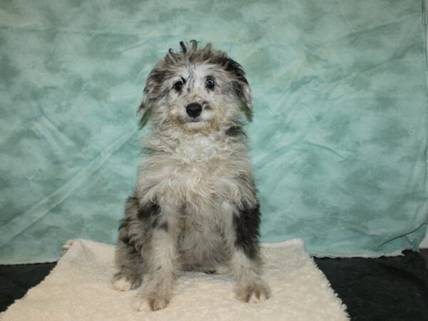 Mini Aussie Doodle DOG Female Blue Merle 9365 Petland Dalton, Georgia