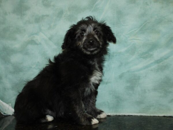 Mini Aussie Doodle-DOG-Female-Black-9364-Petland Dalton, Georgia