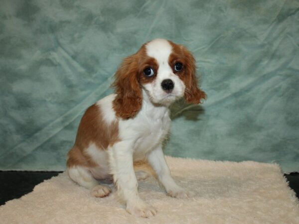 Cavalier King Charles Spaniel DOG Male Blenheim 9366 Petland Dalton, Georgia