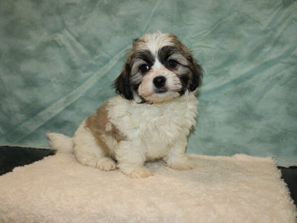 Teddy Bear DOG Female Brown / White 9368 Petland Dalton, Georgia