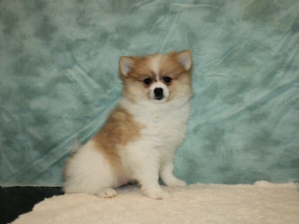 Pomeranian DOG Female Orange / White 9363 Petland Dalton, Georgia