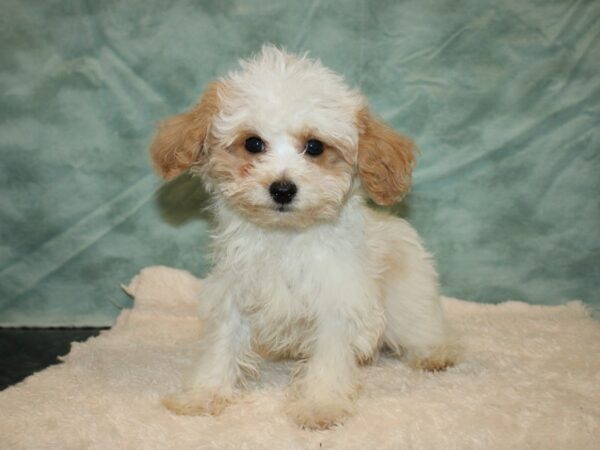 Bichapoo-DOG-Male-Apricot-9367-Petland Dalton, Georgia