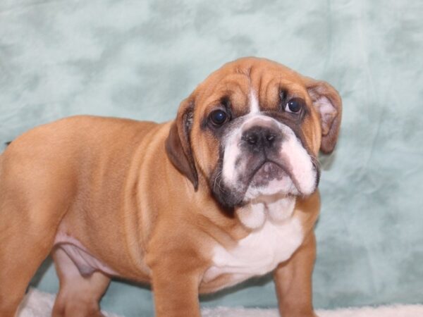 Bulldog DOG Male Red 9324 Petland Dalton, Georgia