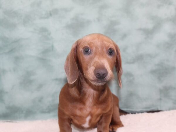 Dachshund DOG Male Isabella 9313 Petland Dalton, Georgia