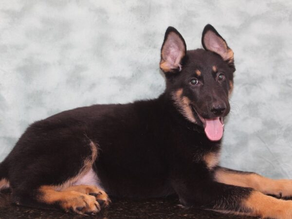 German Shepherd Dog DOG Male Black / Tan 9345 Petland Dalton, Georgia