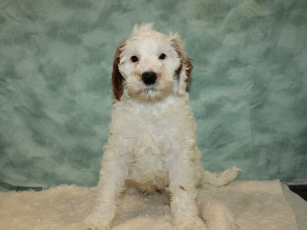 Miniature Goldendoodle DOG Male Wh and red 20267 Petland Dalton, Georgia