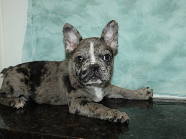 Frenchton DOG Male Blue Merle 20217 Petland Dalton, Georgia