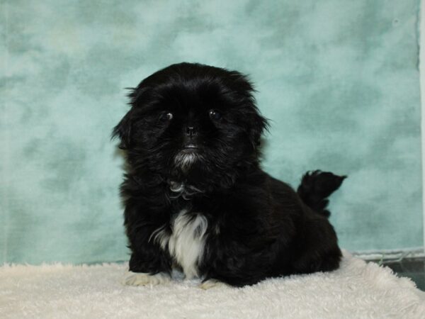 Shih Tzu DOG Female Black 9382 Petland Dalton, Georgia