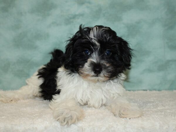 Maltipoo-DOG-Male-Blk and Wh-20266-Petland Dalton, Georgia