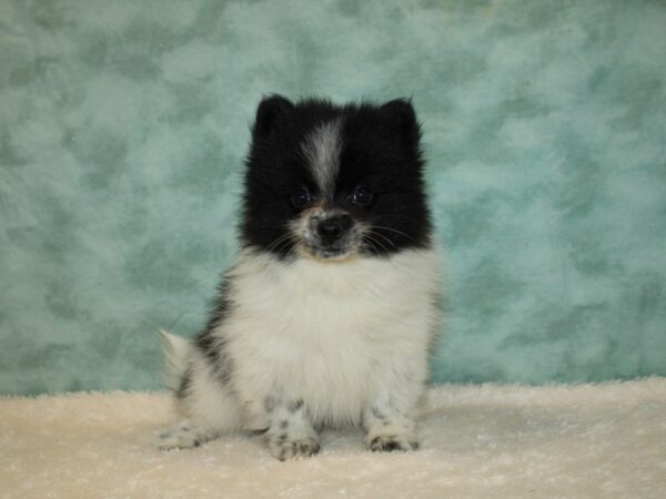 Pomeranian DOG Male Black / White 9371 Petland Dalton, Georgia