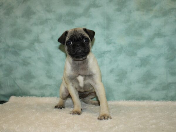 Pug DOG Female Fawn 20256 Petland Dalton, Georgia