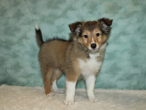 Shetland Sheepdog-DOG-Female-Sable / White-20257-Petland Dalton, Georgia