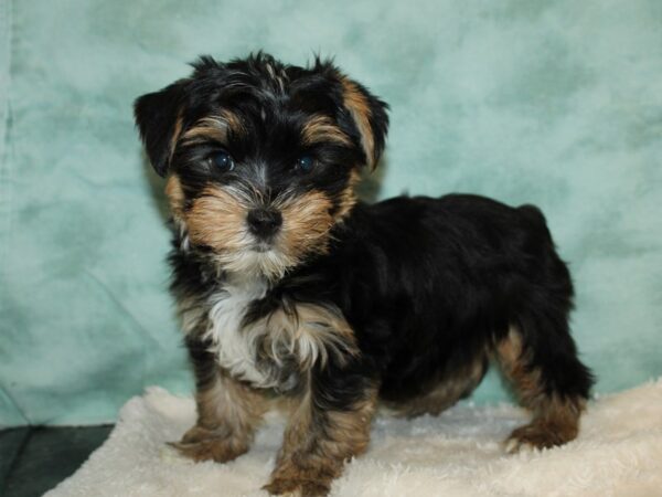 Yorkshire Terrier DOG Male Black / Tan 20259 Petland Dalton, Georgia