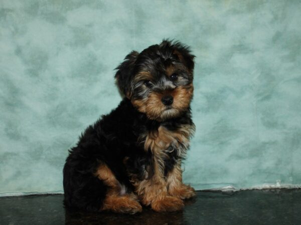 Yorkshire Terrier DOG Male Black / Tan 20260 Petland Dalton, Georgia