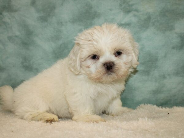 Teddy Bear DOG Female White 9373 Petland Dalton, Georgia