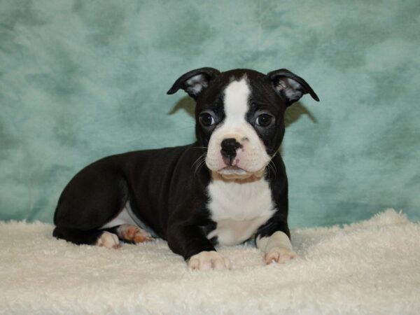 Boston Terrier DOG Female Black / White 9376 Petland Dalton, Georgia