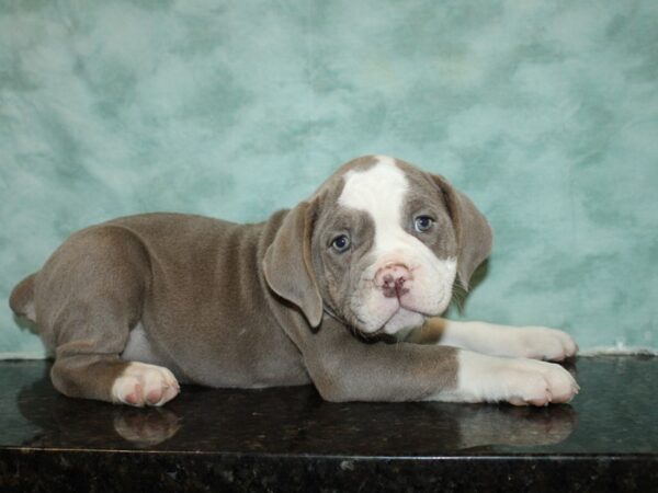 Olde English Bulldog-DOG-Female-Lilac / Tan-9375-Petland Dalton, Georgia