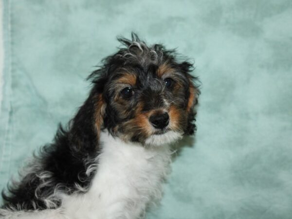 Cock A Poo 2nd Gen-DOG-Female-Black White / Tan-20262-Petland Dalton, Georgia