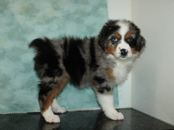 Australian Shepherd DOG Female Blue Merle 20253 Petland Dalton, Georgia