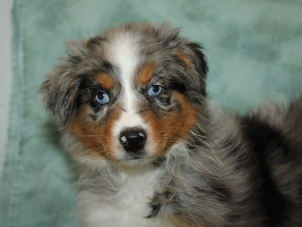 Australian Shepherd DOG Female Blue Merle 9370 Petland Dalton, Georgia