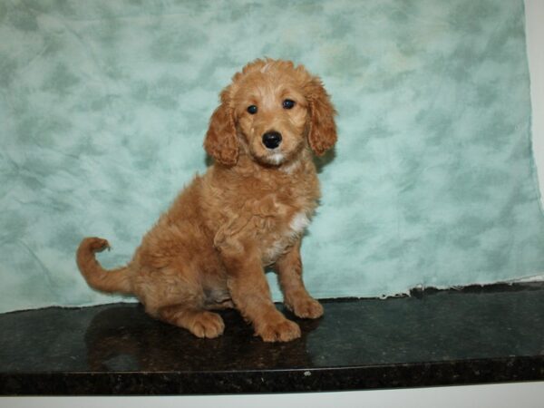 Goldendoodle Mini DOG Male Apricot 9372 Petland Dalton, Georgia