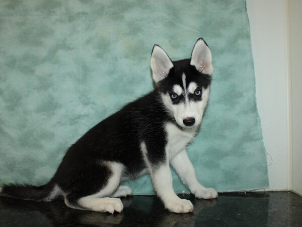 Siberian Husky DOG Female Black / White 9379 Petland Dalton, Georgia