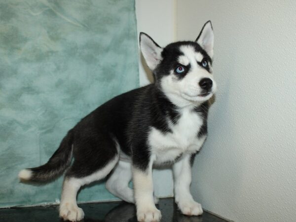 Siberian Husky DOG Female Black / White 9378 Petland Dalton, Georgia