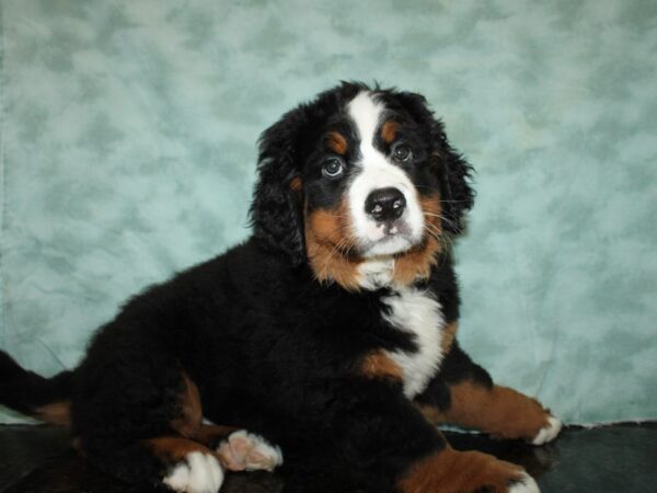 Bernese Mountain Dog DOG Female Black Rust / White 20254 Petland Dalton, Georgia