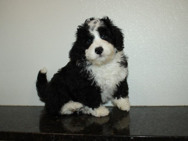 Bernadoodle Mini DOG Male Black / White 20263 Petland Dalton, Georgia