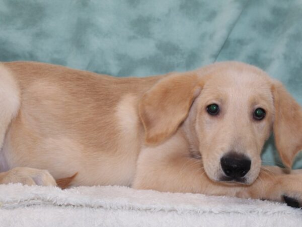 Golden Lab DOG Male Golden 9346 Petland Dalton, Georgia