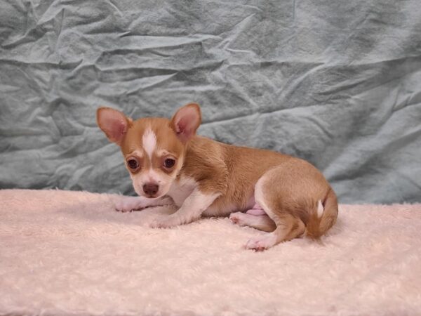 Chihuahua DOG Male Cream / White 9399 Petland Dalton, Georgia