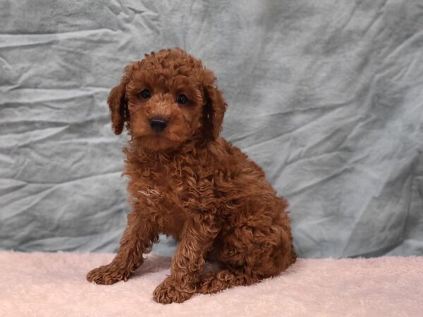 Poodle Mini DOG Male Red 9400 Petland Dalton, Georgia