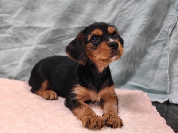 Yorkalier DOG Male Black / Tan 20288 Petland Dalton, Georgia